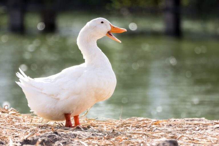 Do Ducks Need A Pond And How Big If So My Backyard Life do-ducks-need-a-pond-and-how-big-if-so-my-backyard-life