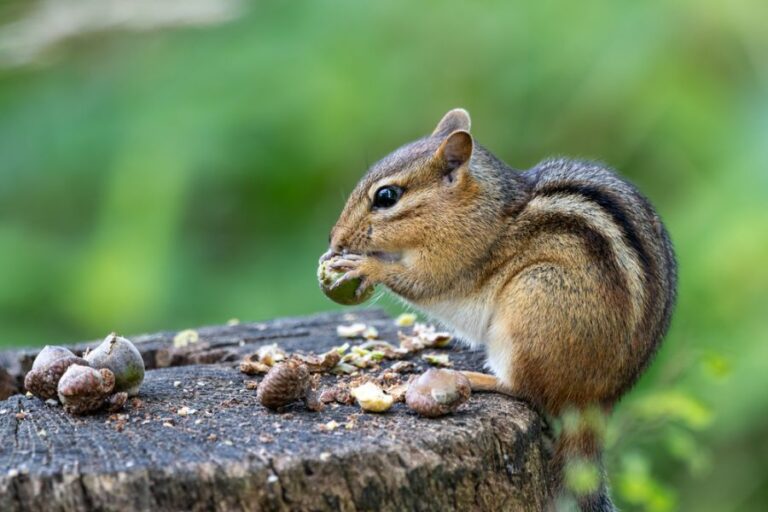 Chipmunk Eating Acorns on a Stump