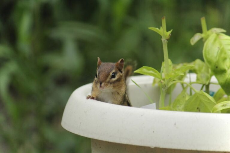 Chipmunk Sitting in a White Flower Pot
