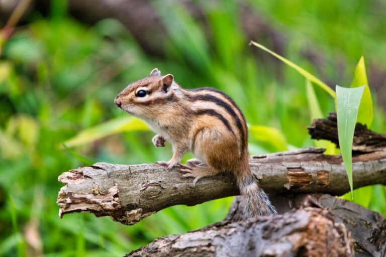 Chipmunk Sitting on a Branch