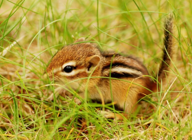 Closeup of a Baby Chipmunk in Grass