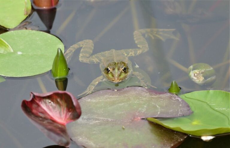Frog Swimming in Water in Pond