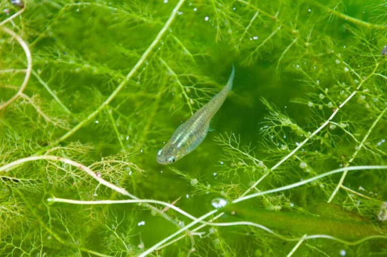 Mosquito Fish in a Pond With Green Algae