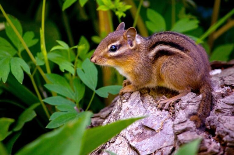 Small Chipmunk Sitting on a Log