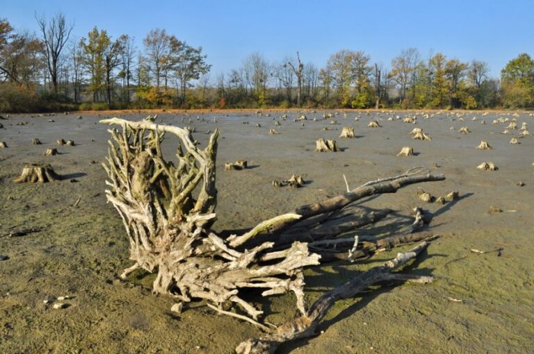 Stumps Sticking Up Out of an Empty Pond Bottom