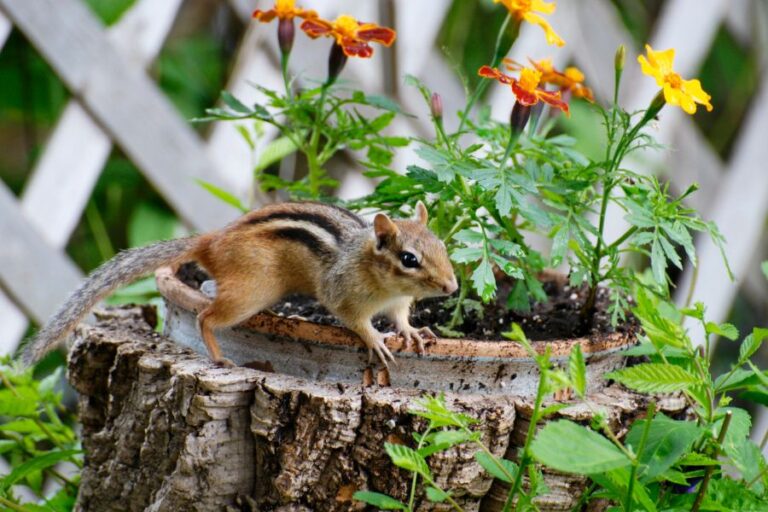 A Chipmunk on a Flower Pot
