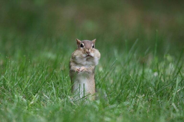A Chipmunk with Full Cheeks