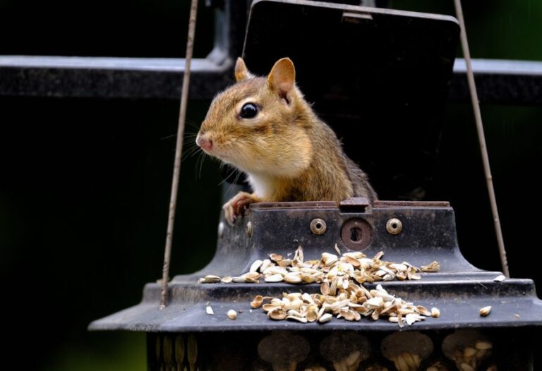 A Chipmunk on a Bird Feeder