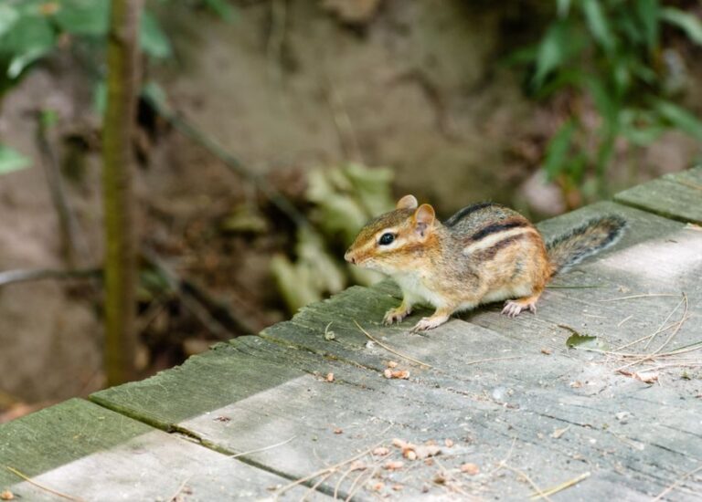 An Alert Looking Chipmunk on the Deck
