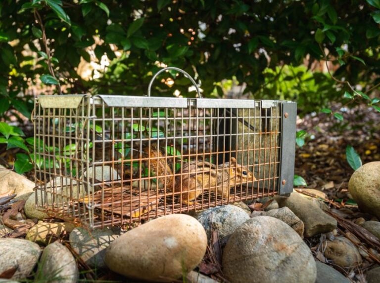 Chipmunk in a Live Trap