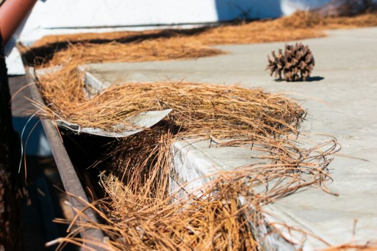 Gutters Clogged with Pine Needles
