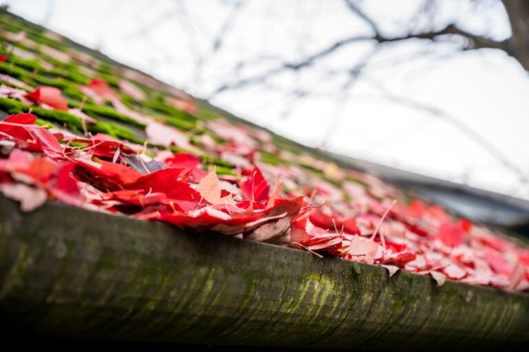 Gutters Full of Red Maple Leaves