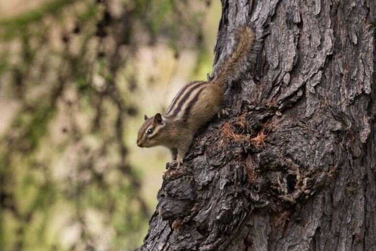 A Chipmunk Climbing Down the Trunk of a Tree