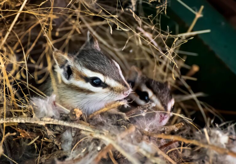A Chipmunk Near Nesting Materials