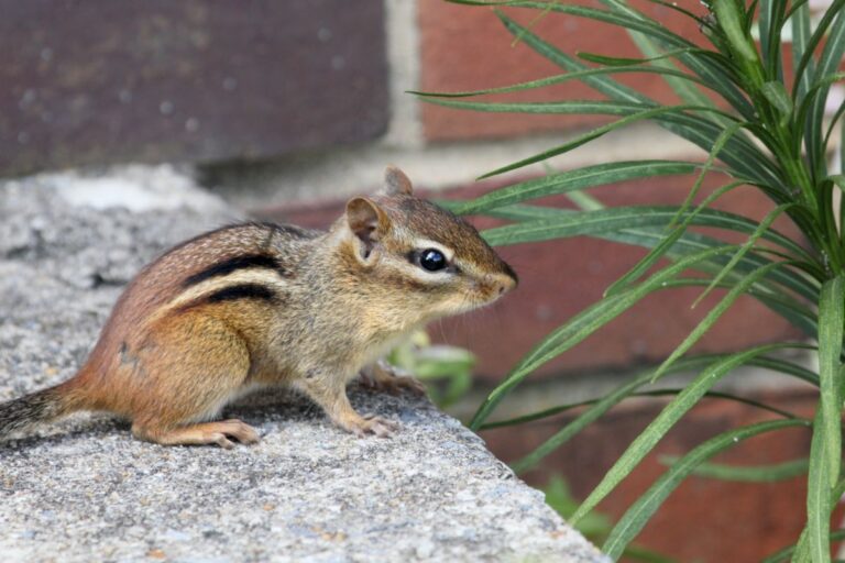 A Chipmunk Near the Outside of a House