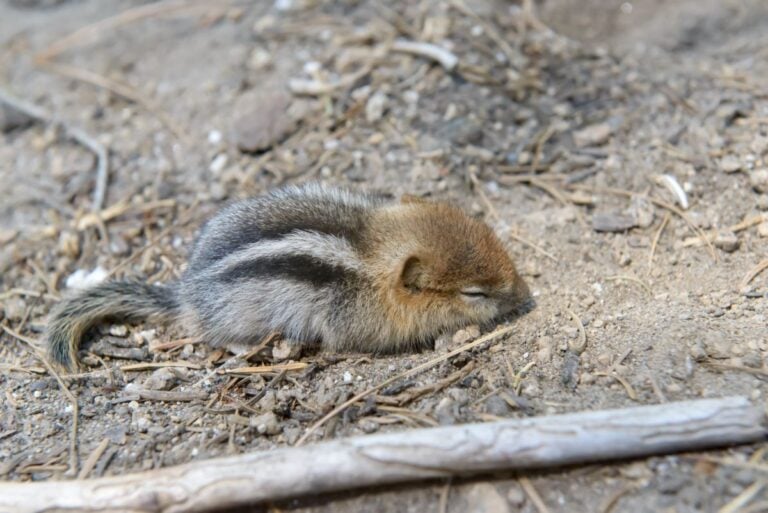 A Sleeping Baby Chipmunk