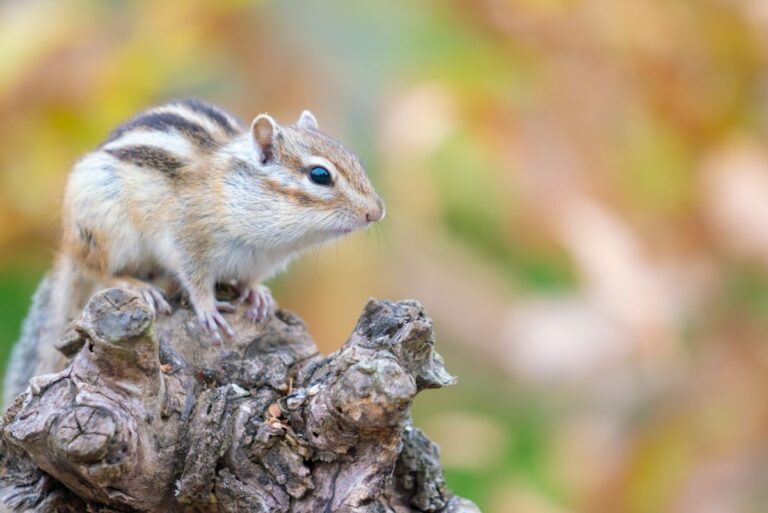 Chipmunk on a Log