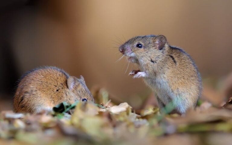 Field Mice in Yard