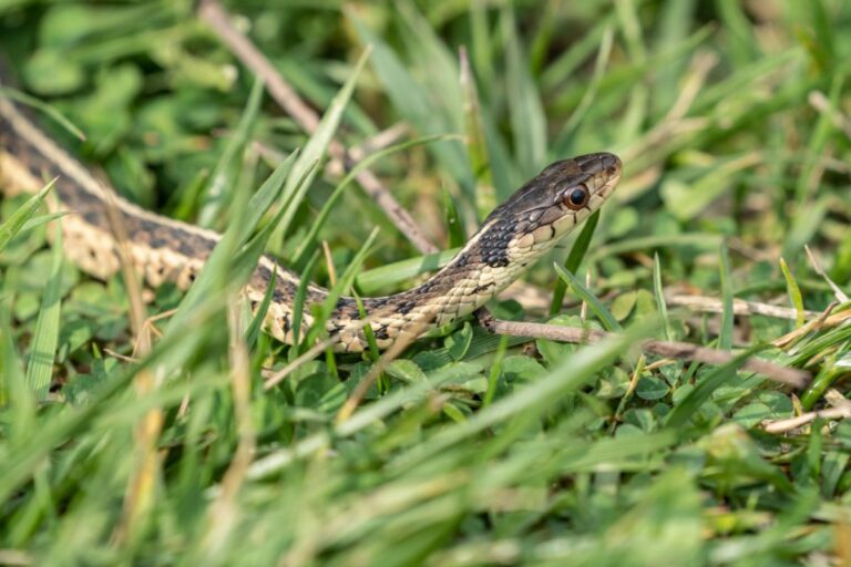 Garter Snake in the Yard