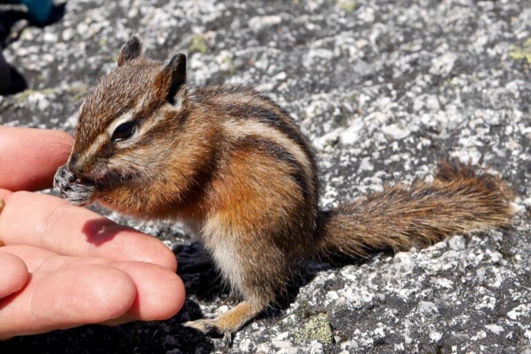 Holding Hand Near Chipmunk