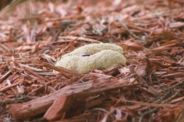 Slime Mold Growing in Mulch