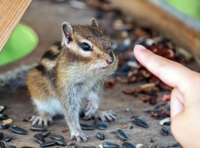 Sticking Out Finger in Front of Chipmunk