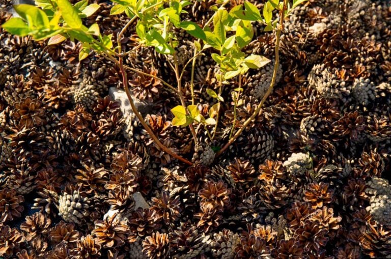 A Blueberry Bush with Pine Cone Mulch