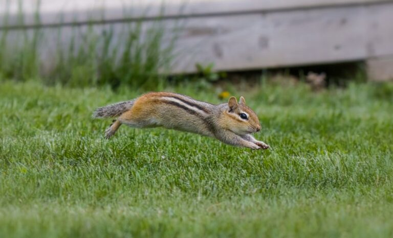 A Chipmunk Running in the Yard