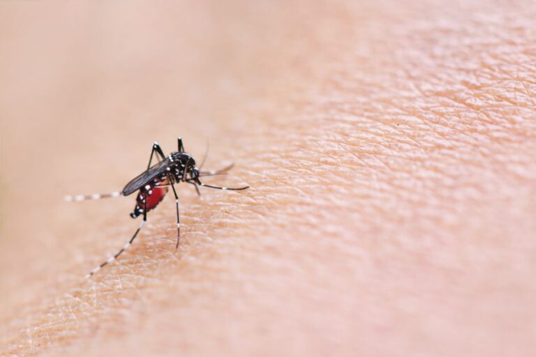 Close Up of a Mosquito Biting Skin