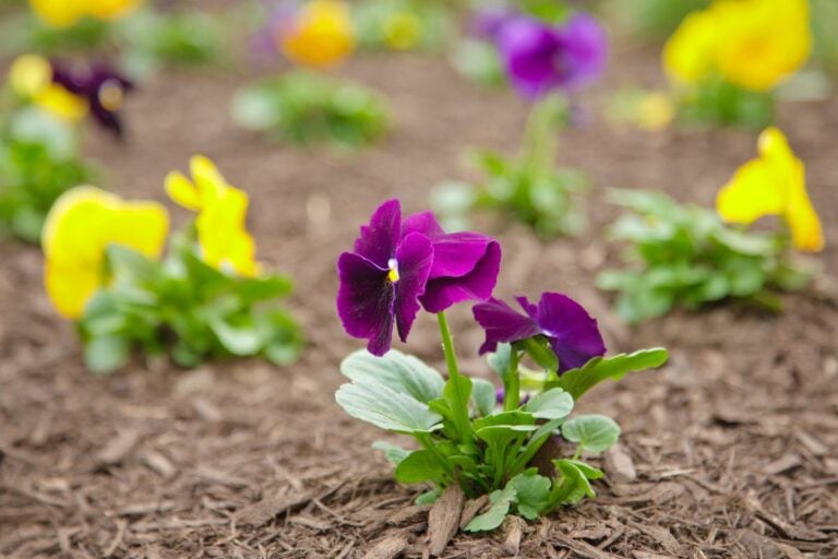 Flowers Growing Through Mulch