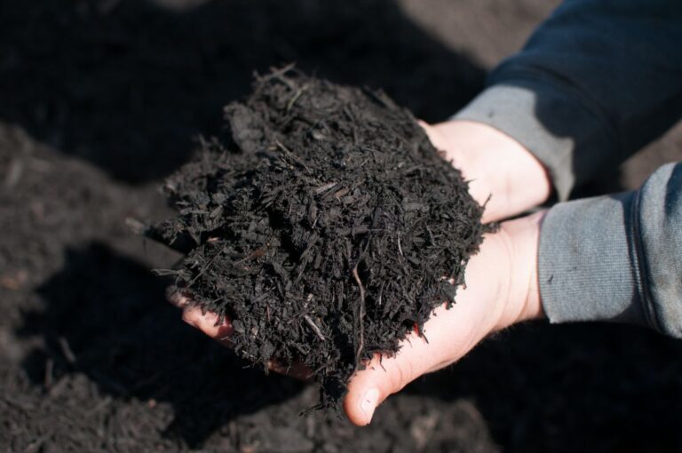 Holding Black Mulch with Bare Hands