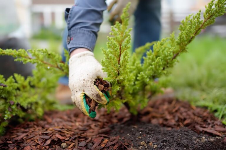 Mulching Around a Plant