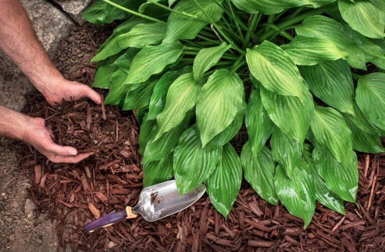 Putting Down Mulch in a Garden Bed