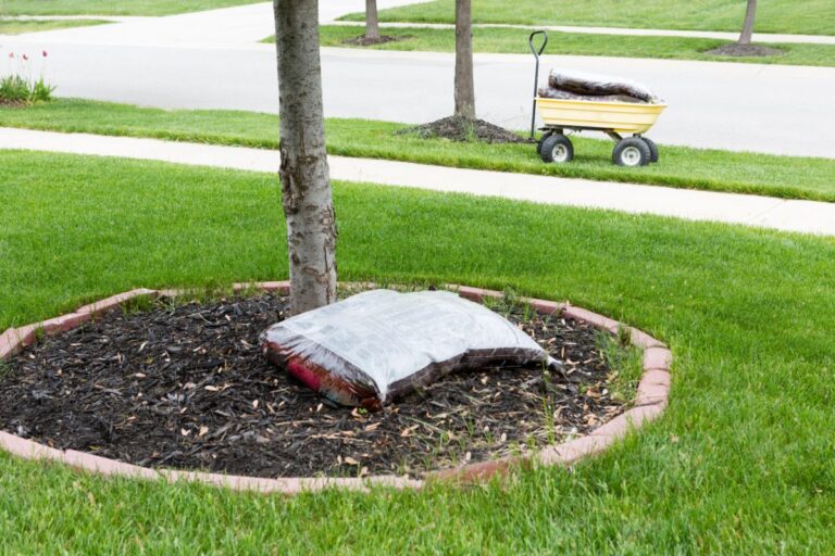 Adding Fresh Mulch Around the Trunk of a Tree