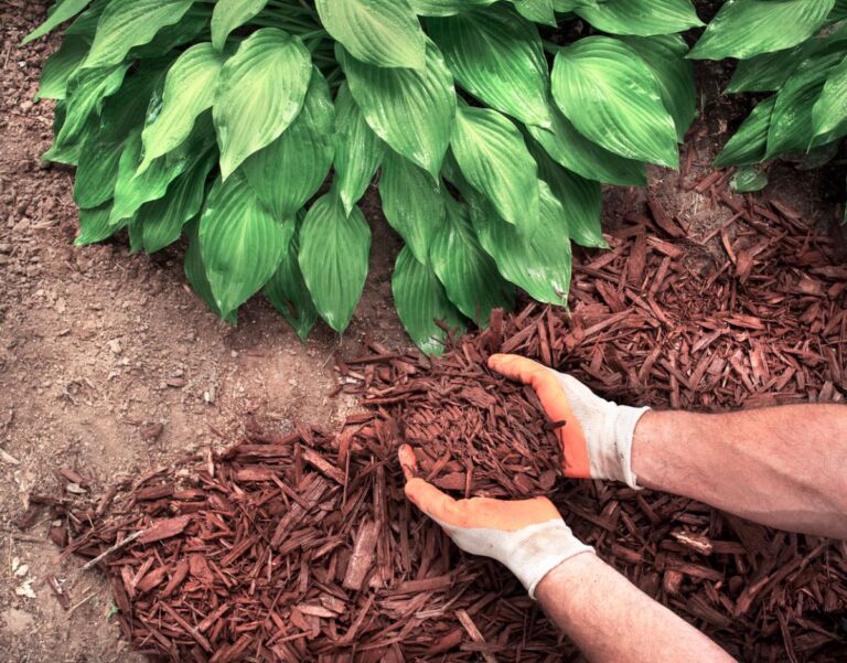 Adding Mulch on Top of Soil