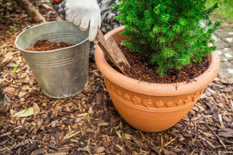 Adding Mulch to a Potted Plant
