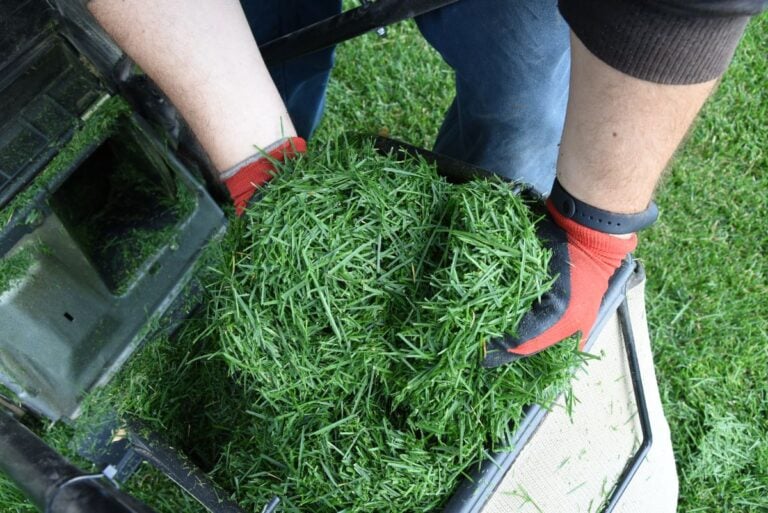Grass Clippings After Mowing