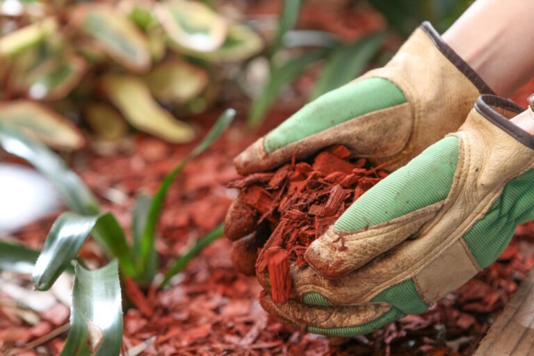 Holding Mulch Up Close