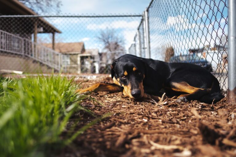 A Dog Laying on Mulch