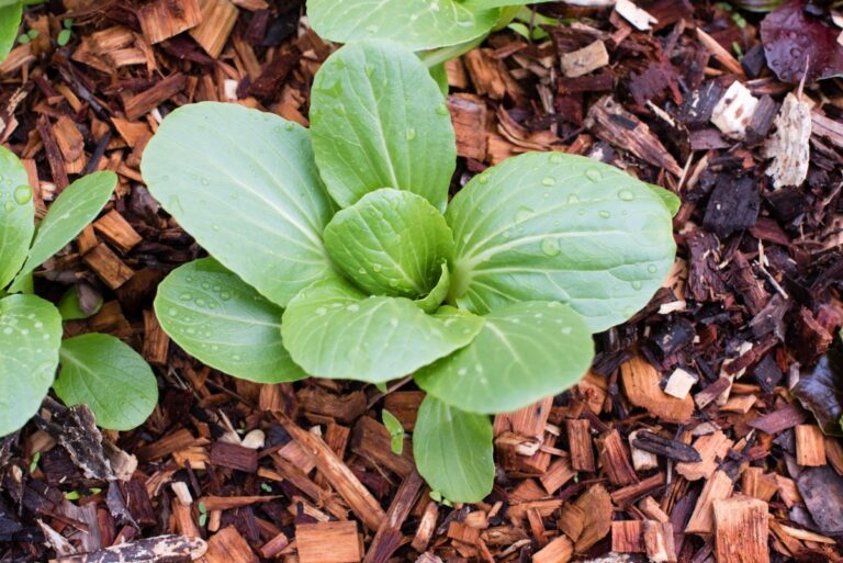 Bok Choy Growing Through Mulch