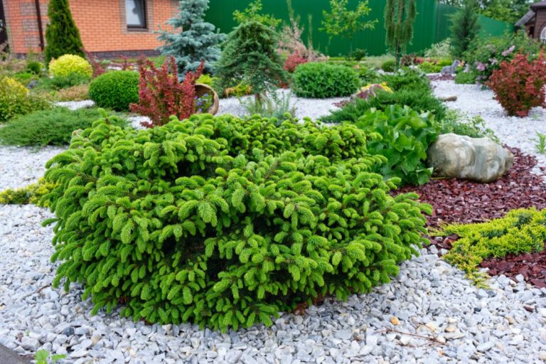 Gravel Used in Place of Mulch Around Plants for Landscaping