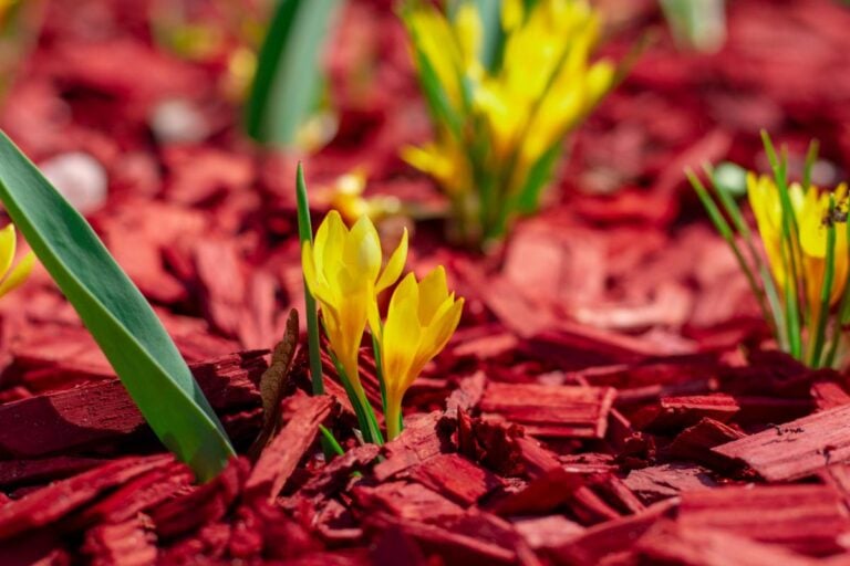 Mulch Around Flowers