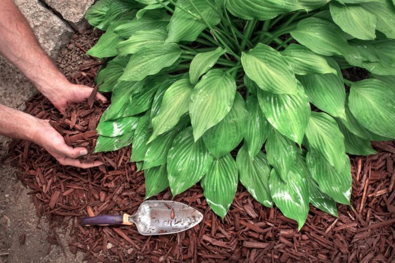 Mulching Around a Small Plant