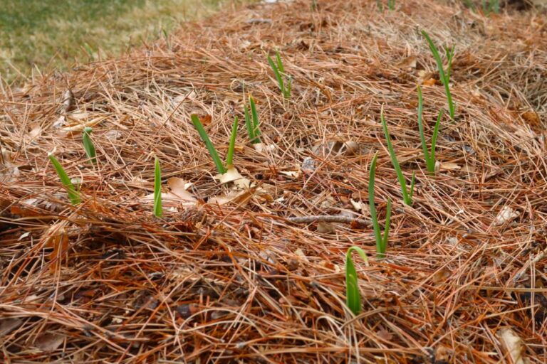 Plants Growing Through Pine Straw