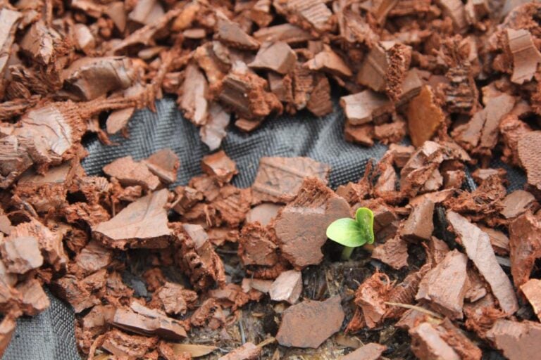 Squash Sprouting in Red Rubber Mulch