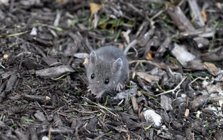 Mouse Laying in Mulch