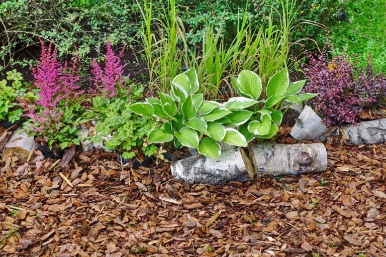 Backyard Lanscaping With Mulch and Perennials