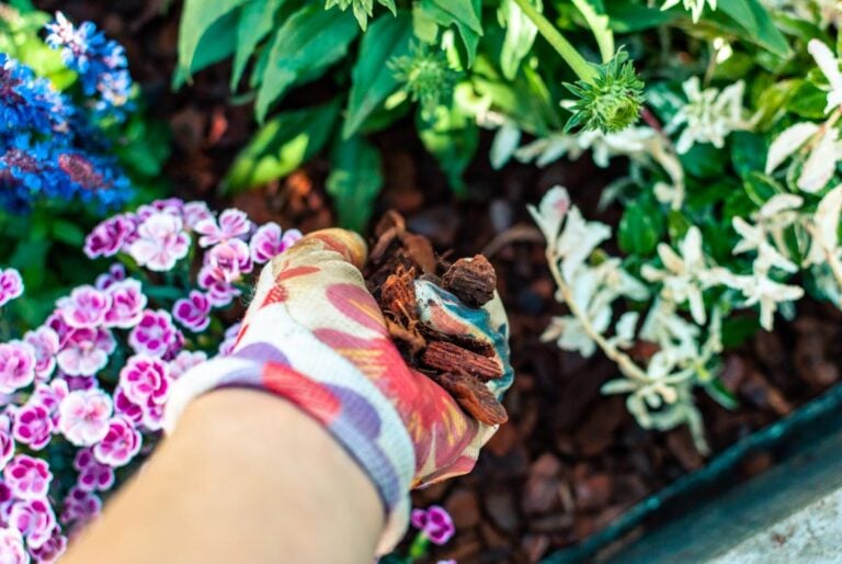 Putting Mulch Down in Between Flowering Shrubs