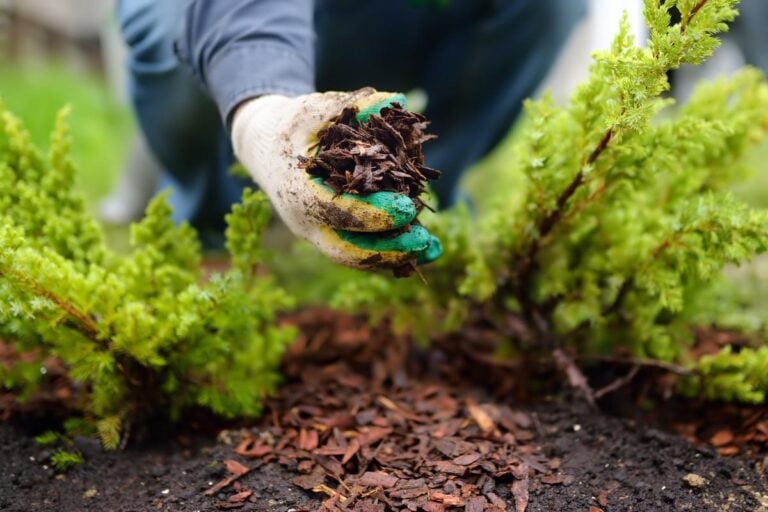 Gardener Laying Fresh Mulch Around Plants