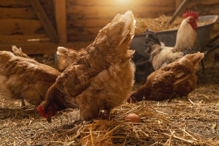 Several Hens in a Chicken Coop With Straw as a Bedding